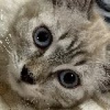 Екатерина Левина