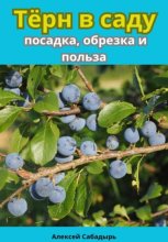 Тёрн в саду посадка, обрезка и польза