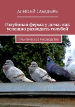 Голубиная ферма у дома: как успешно разводить голубей. Практическое руководство