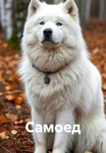Самоед