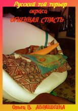 Русский той терьер окраса «огненная страсть»